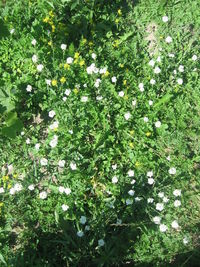 High angle view of flowering plant