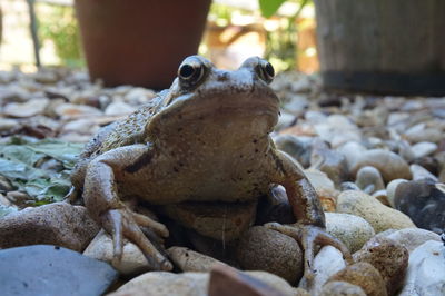Frog on stones