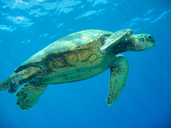 Close-up of turtle swimming in sea