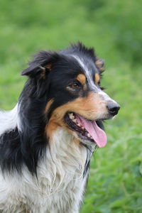 Close-up of dog looking away