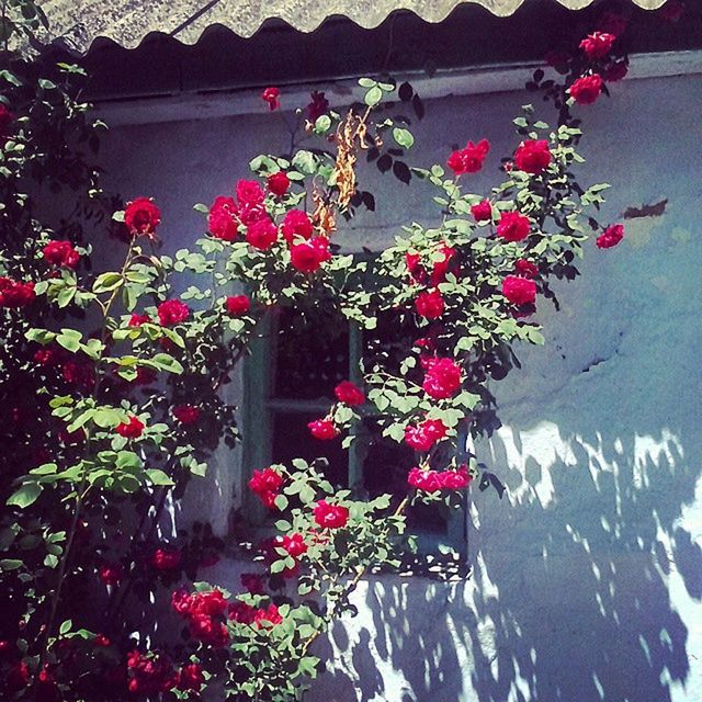 flower, built structure, freshness, plant, decoration, growth, architecture, fragility, red, hanging, pink color, nature, low angle view, blossom, potted plant, wall - building feature, in bloom, petal, tree, branch