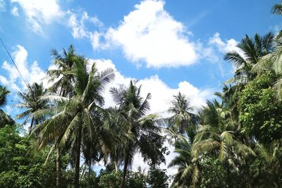 Low angle view of palm trees against sky