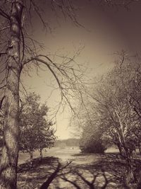 Bare trees on landscape