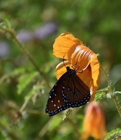 Close-up of butterfly pollinating on flower