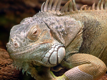 Close-up of lizard