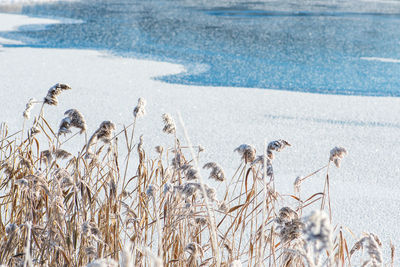 winter