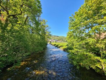 River flowing amidst trees in forest against sky