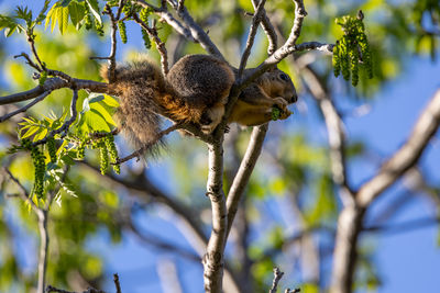 Squirrel eating high on a tree branch