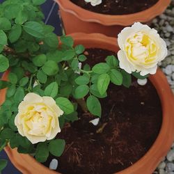 High angle view of yellow rose blooming outdoors