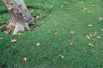 High angle view of tree trunk on field