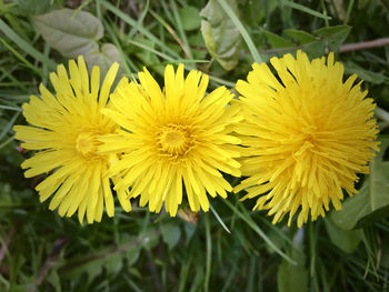 Close-up of yellow flowers