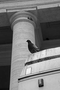 Low angle view of bird perching on building