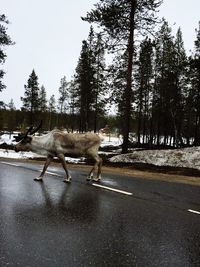 Horse standing on road by trees against sky