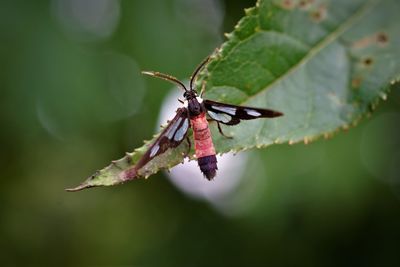 Close-up of moth holding onto the tip of the leaf