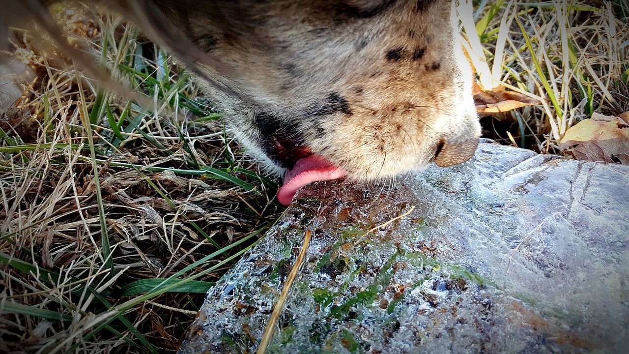 one animal, animal themes, grass, field, wildlife, mammal, high angle view, animals in the wild, nature, day, outdoors, dog, domestic animals, close-up, rock - object, sunlight, no people, full length, ground, brown