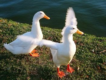 Bird in water