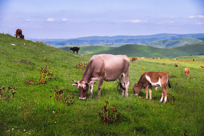 Cows grazing on field