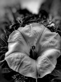 Close-up of rose flower