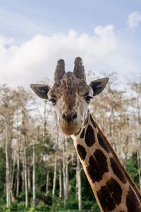 Portrait of giraffe