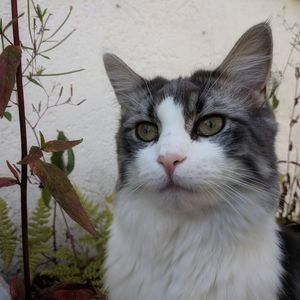 Close-up portrait of cat