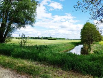 Scenic view of field against sky