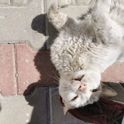 Close-up of a cat with eyes closed