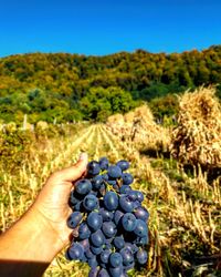 Cropped image of hand holding grapes in vineyard