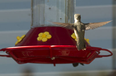 Rear view of bird feeder