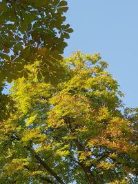 Low angle view of trees against clear sky