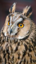 Close-up portrait of owl