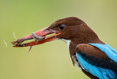 Close-up of kingfisher carrying lizard in beak