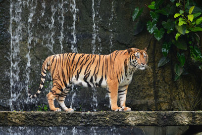 Bengal tiger stand alone near waterfall