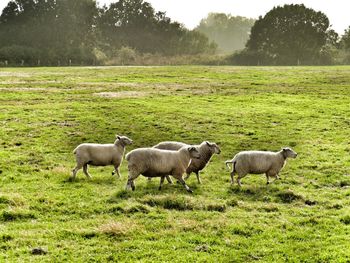 Sheep grazing in a field