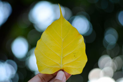 Close-up of person holding maple leaves