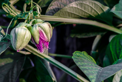 Passion fruit flower buds among the green foliage of the plantation