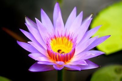 Close-up of purple water lily