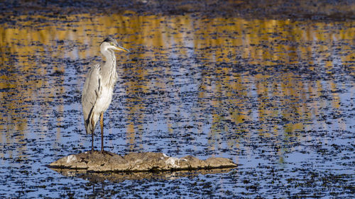 View of birds on a lake