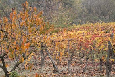 Close-up of plants growing in field