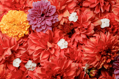 Close-up of multi-colored chrysanthemum , autumn flowers. floral background. gift card, 