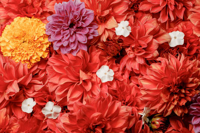 Full frame shot of red flowering plants