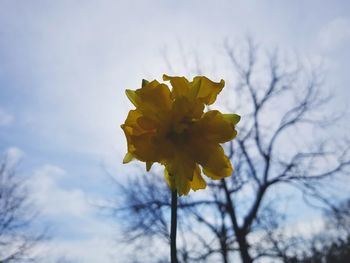 Low angle view of yellow flowering plant against sky