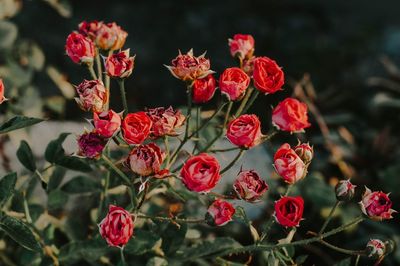 Close-up of red flowering plants