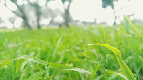 Close-up of fresh green plants against sky