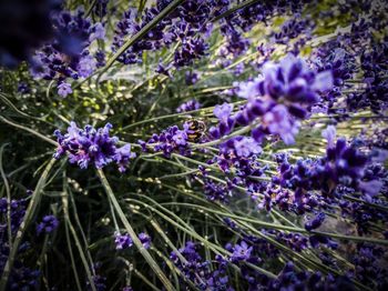 Close-up of purple flowers