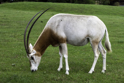 An oryx with large horns grazing at a zoo