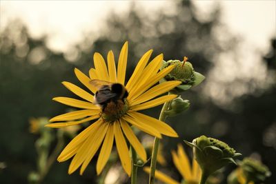 Bee pollinating flower