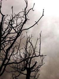 Low angle view of silhouette bare tree against sky