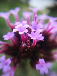 Close-up of pink flower