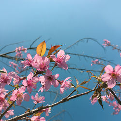 Close-up of pink cherry blossoms against sky