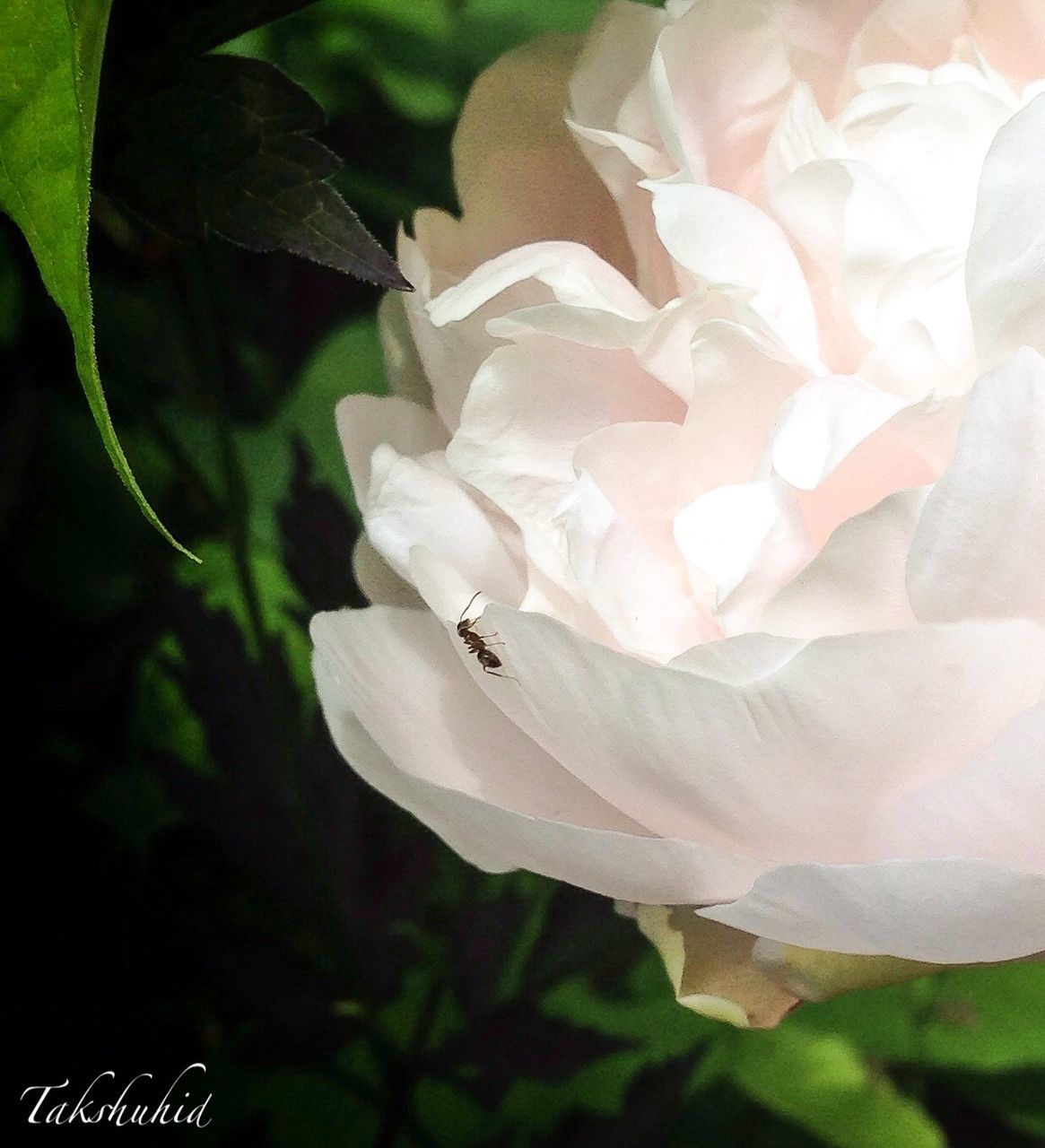 CLOSE-UP OF FRESH WHITE ROSE IN BLOOM